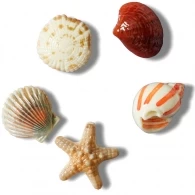 Jibbitz Crocs She Sells Seashells 5 Pack 