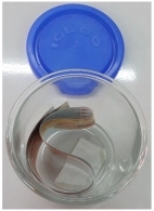 Container (ciclon) Borgonovo inalt500ml 